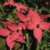 Cornus kousa 'Rutpink' Scarlet Fire&Reg;