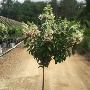 Hydrangea paniculata Pinky Winky® (tree form)