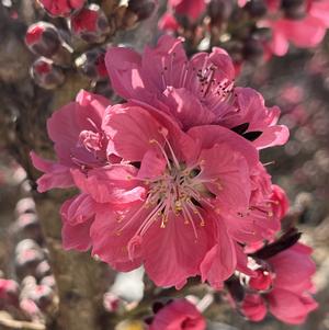 Prunus persica Ruby Ruffle™
