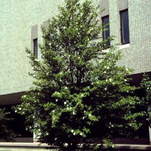 Stewartia pseudocamellia