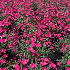 Dianthus Vivid™ Bright Light (Pinks)