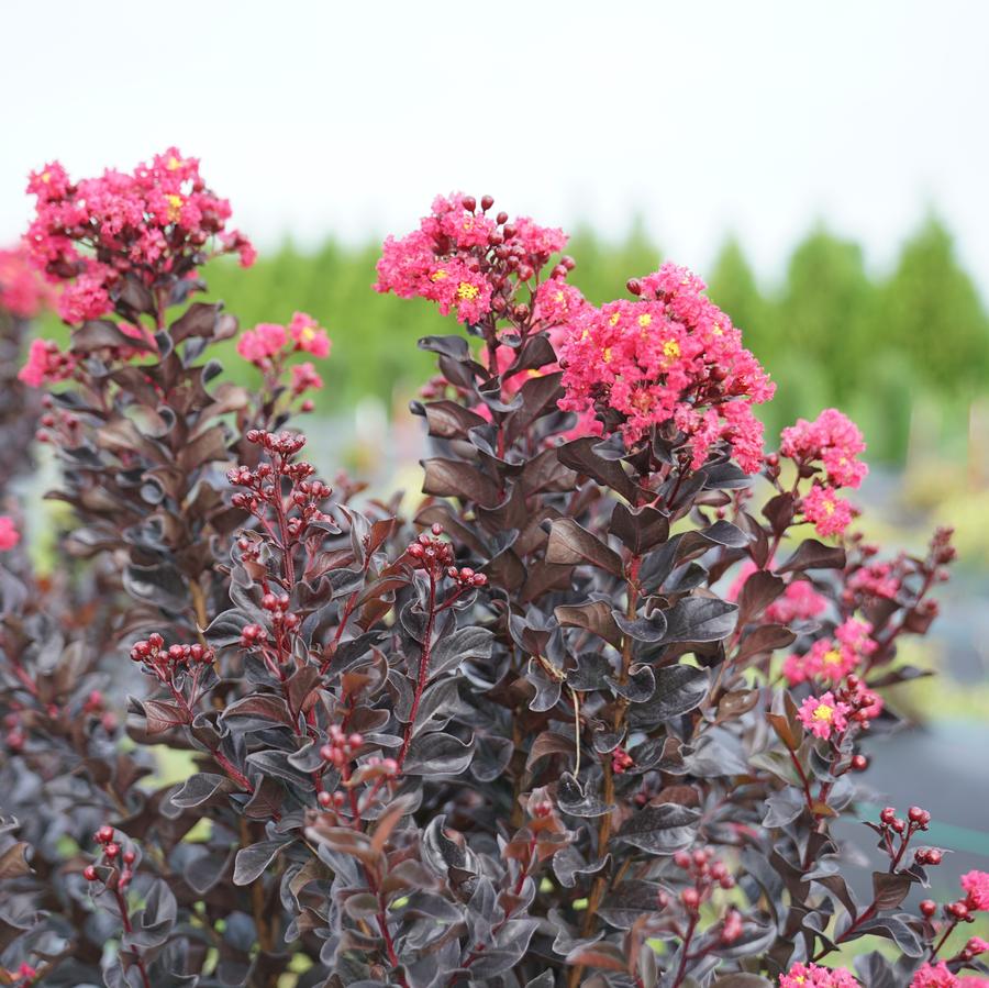 Lagerstroemia indica Center Stage® Pink
