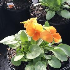 Viola ColorMax Orange