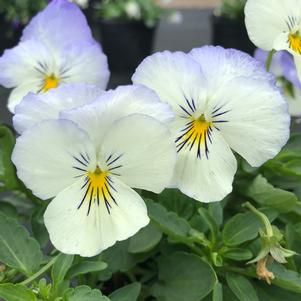 Pansy Cool Wave® Frost