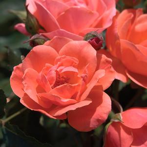 Rosa 'Radral' The Coral Knock Out®