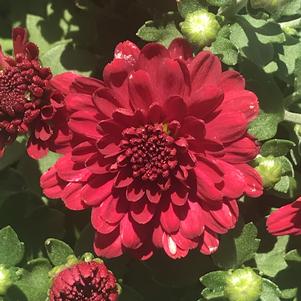 Chrysanthemum Danielle Red