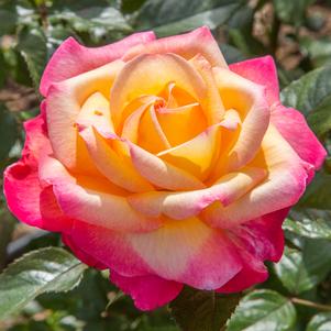Rose Hybrid Tea Enchanted Peace™