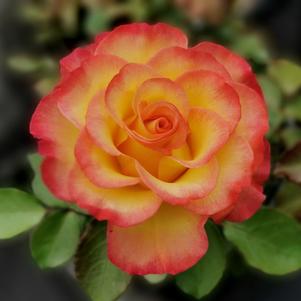 Rose True Bloom® True Sincerity
