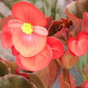 Begonia BIG™ Red with Bronze