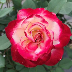 Rose Grandiflora Cherry Parfait™