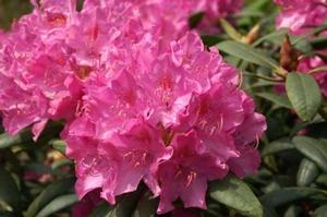 Rhododendron catawbiense 'Roseum Elegans'