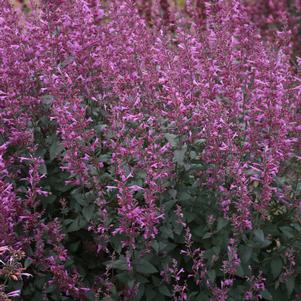Agastache Meant to Bee™ 'Royal Raspberry'