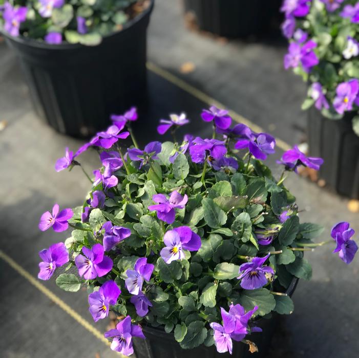 Viola Endurio® Lavender