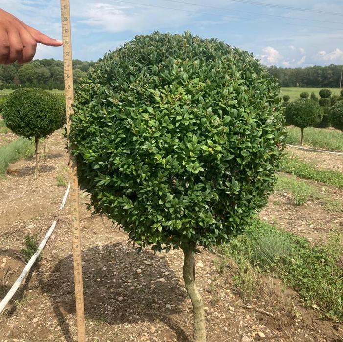 Buxus sempervirens 'Dee Runk'