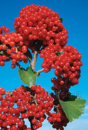 Viburnum dilatatum Cardinal Candy®