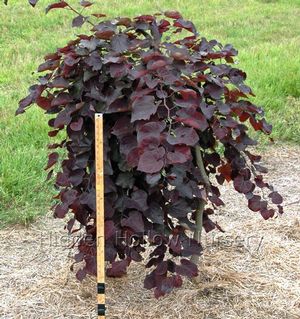 Cercis canadensis 'Ruby Falls'