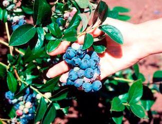 Vaccinium corymbosum 'Blueray'