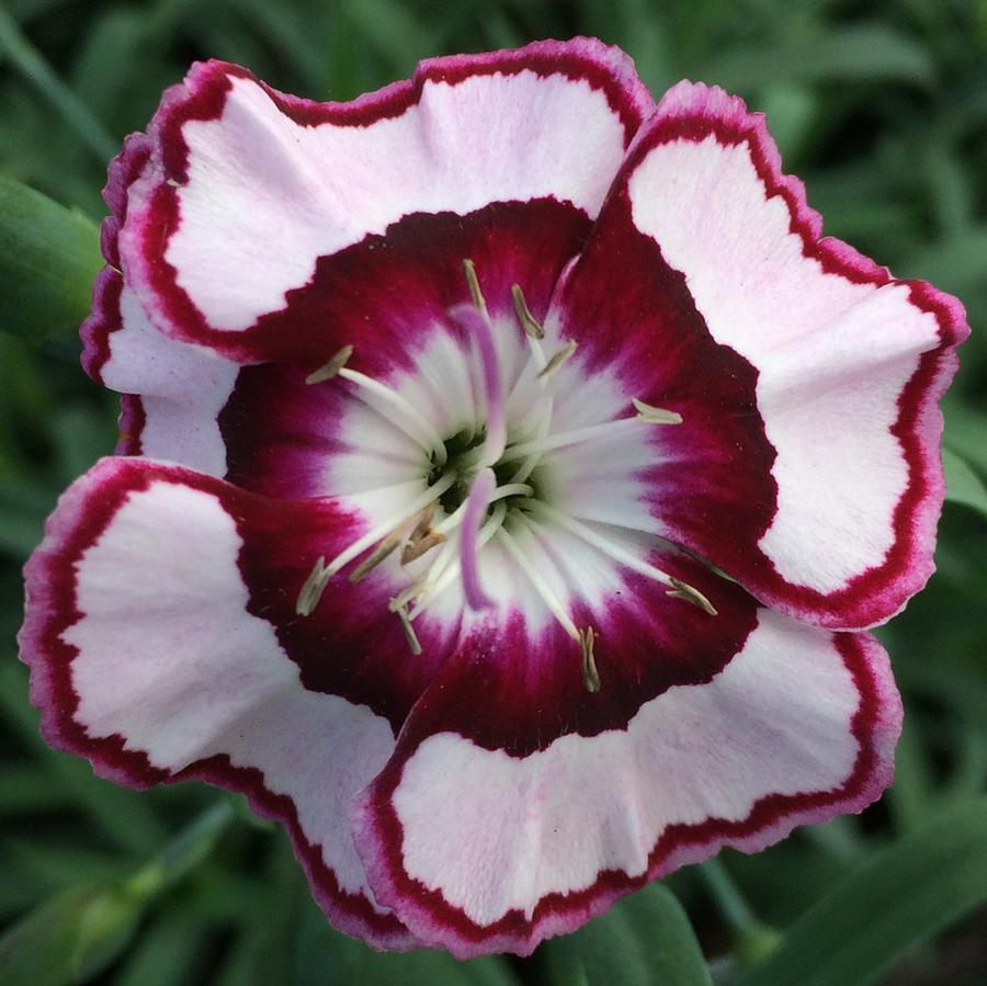 Dianthus Whetman® Dessert™ Raspberry Swirl