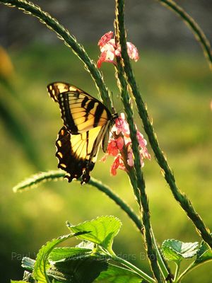 Stachytarpheta mutabilis 