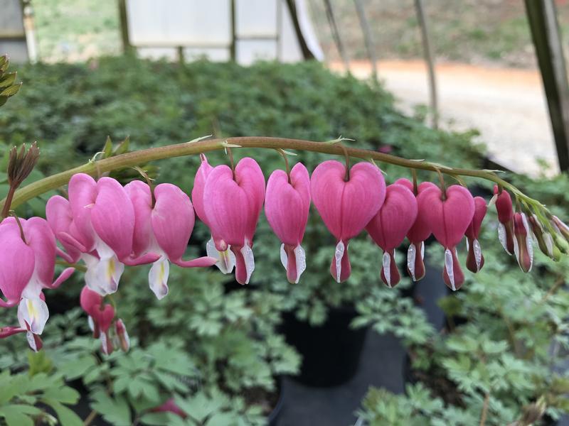 Dicentra spectabilis 