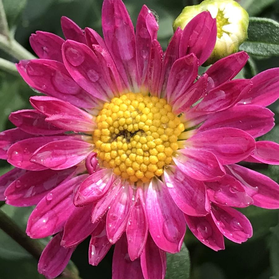 Chrysanthemum Stacy&trade; Pink