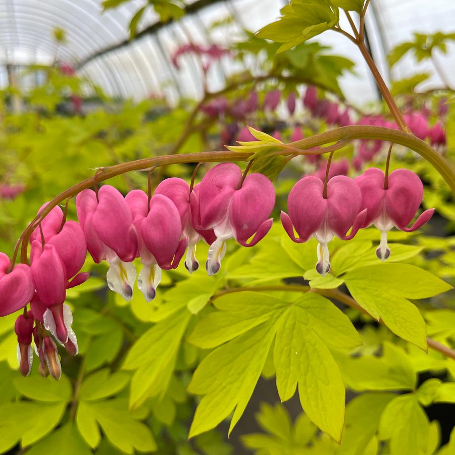 Dicentra spectabilis 'Gold Heart'