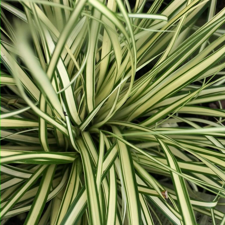 Carex oshimensis 'Evergold'