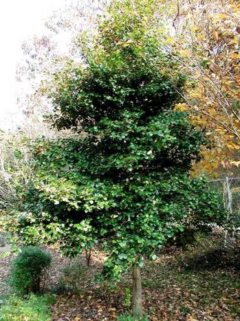 Ilex opaca 'Satyr Hill'