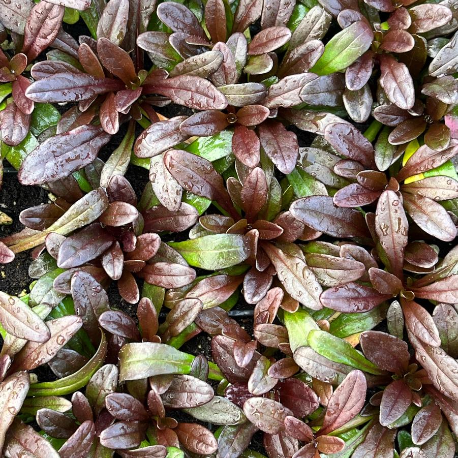 Ajuga x tenorii 'Chocolate Chip'