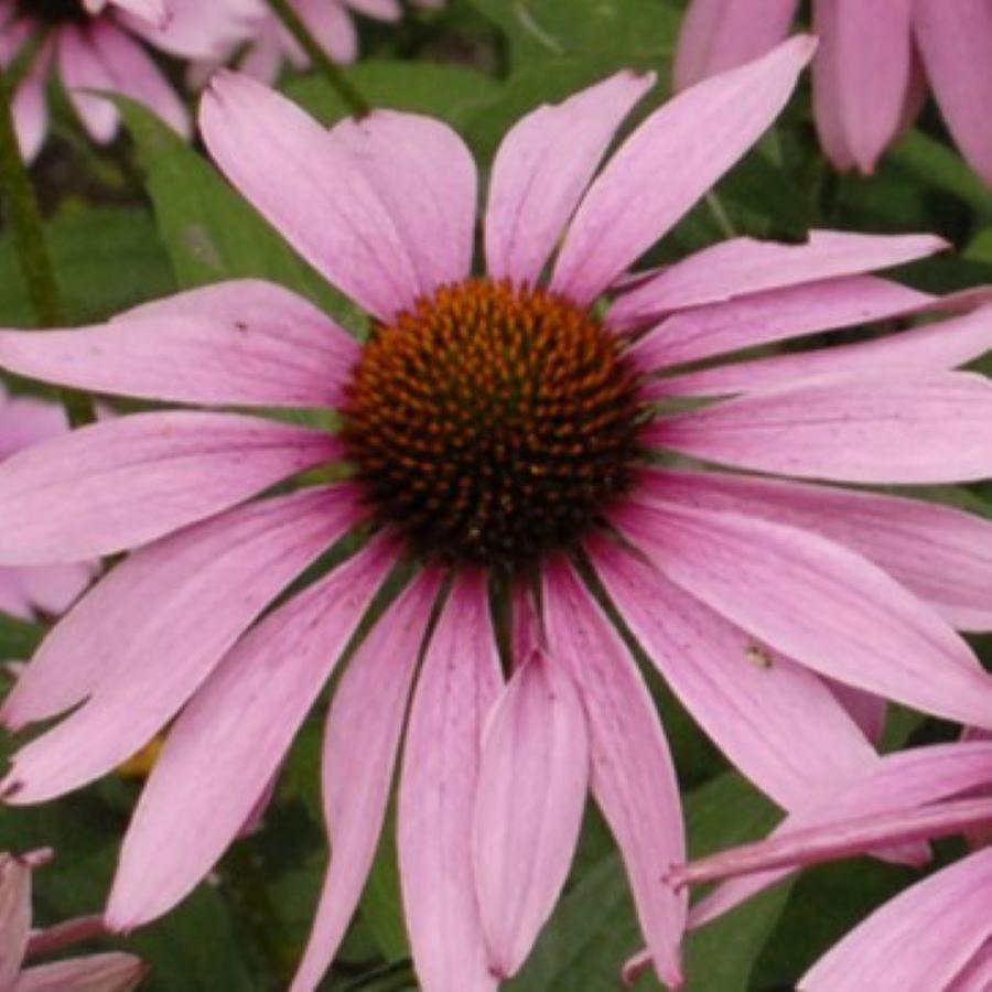 Echinacea purpurea 'Magnus'