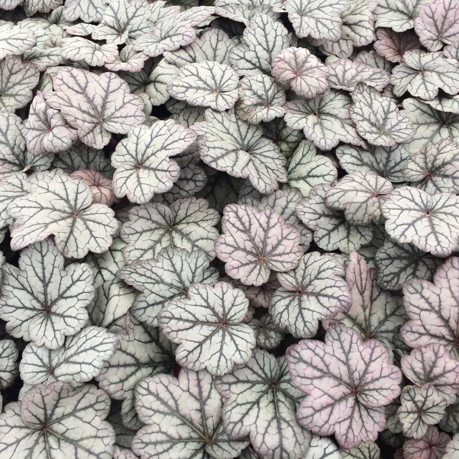 Heuchera 'Sugar Plum'