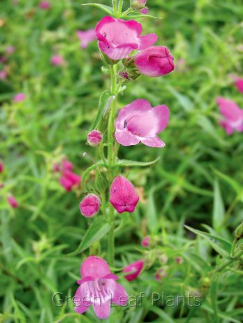 Penstemon x mexicali 'Red Beard Tongue from Saunders Brothers