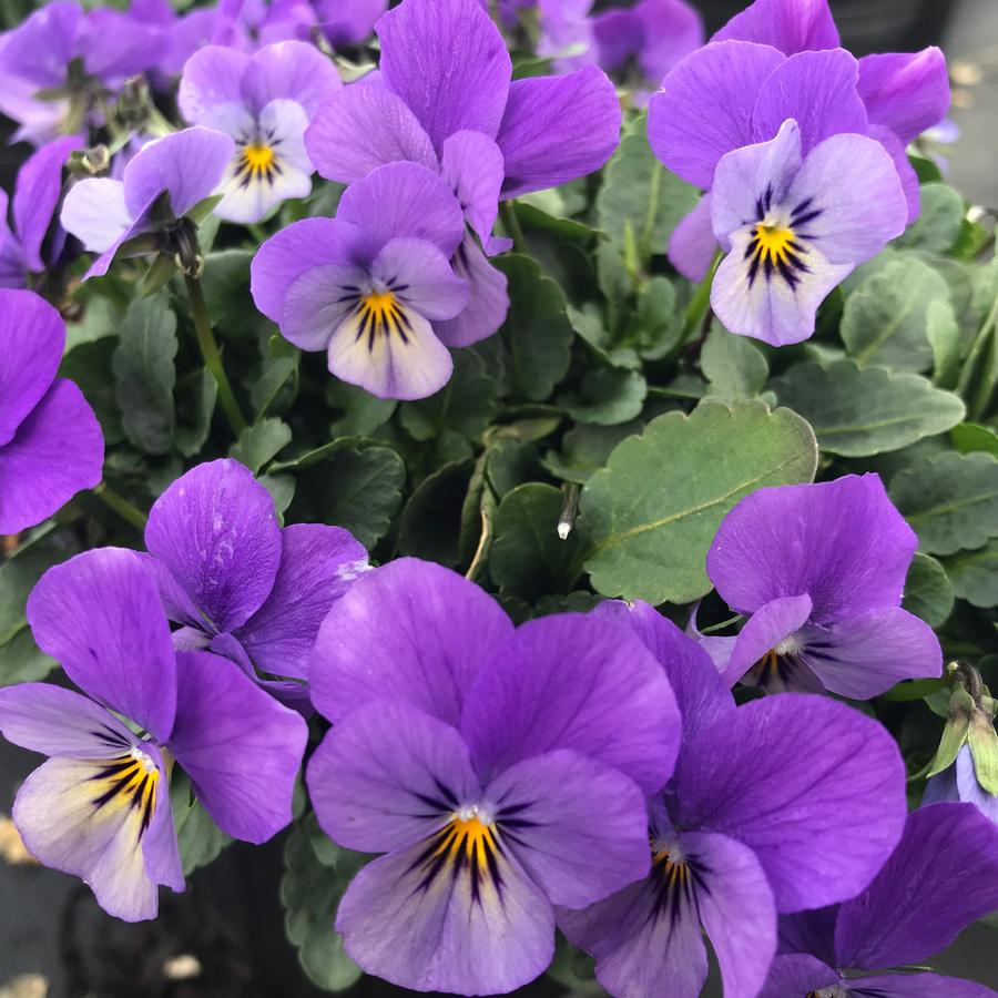 Viola Endurio® Lavender