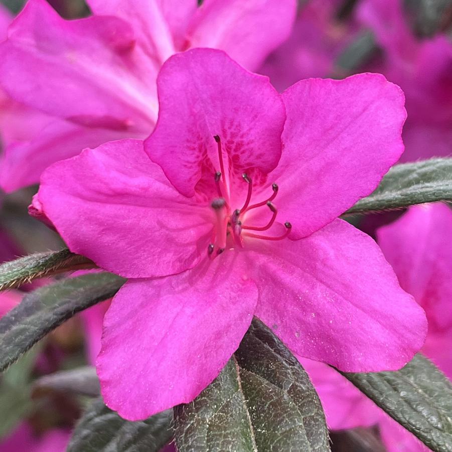 Azalea x Encore® Autumn Amethyst®