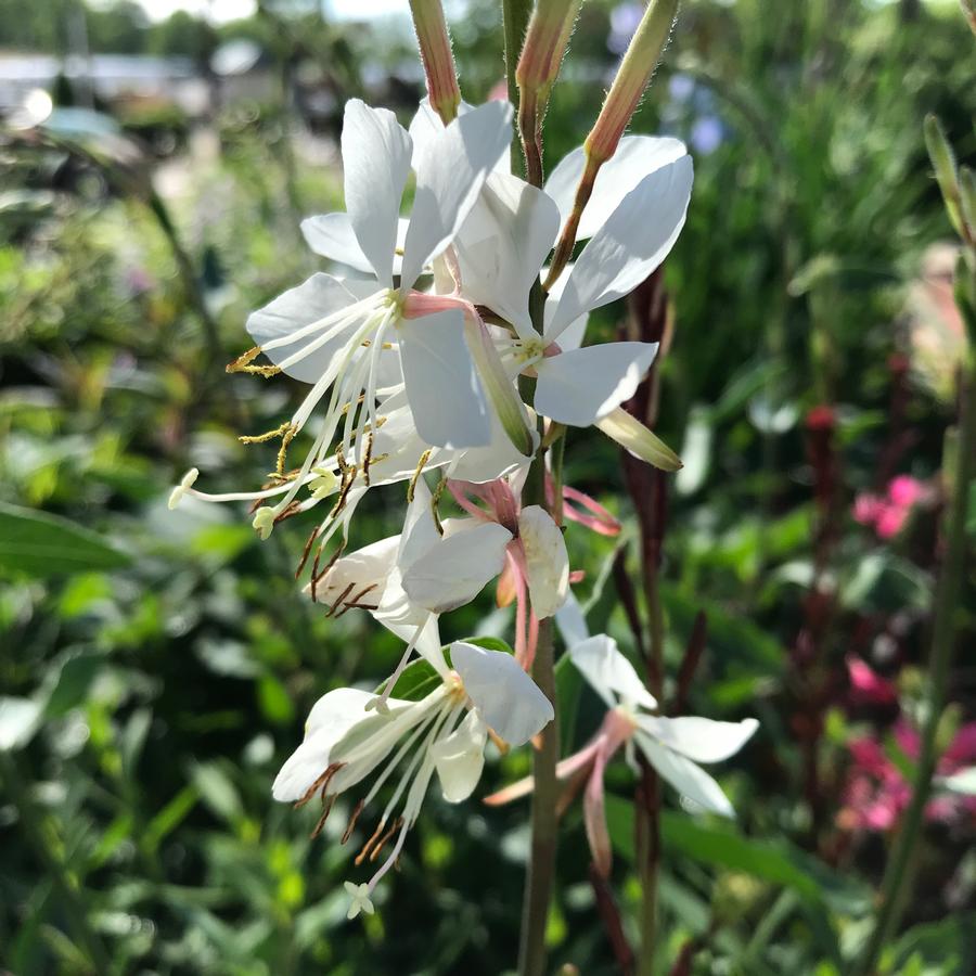 Gaura lindheimeri 'Whirling Butterflies'