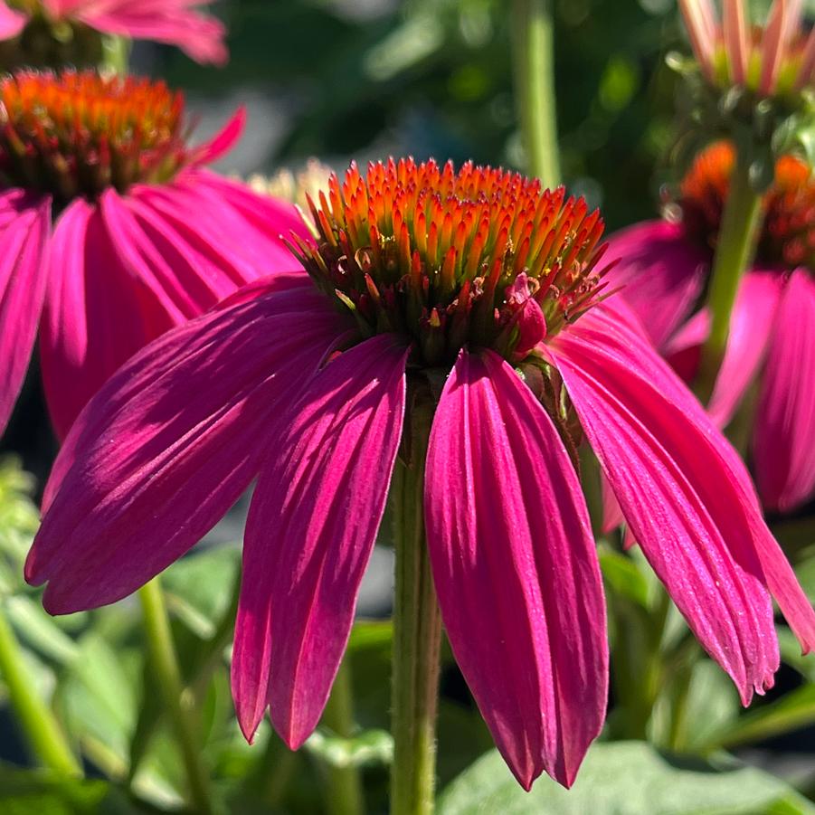 Echinacea purpurea Pow Wow™ Wild Berry