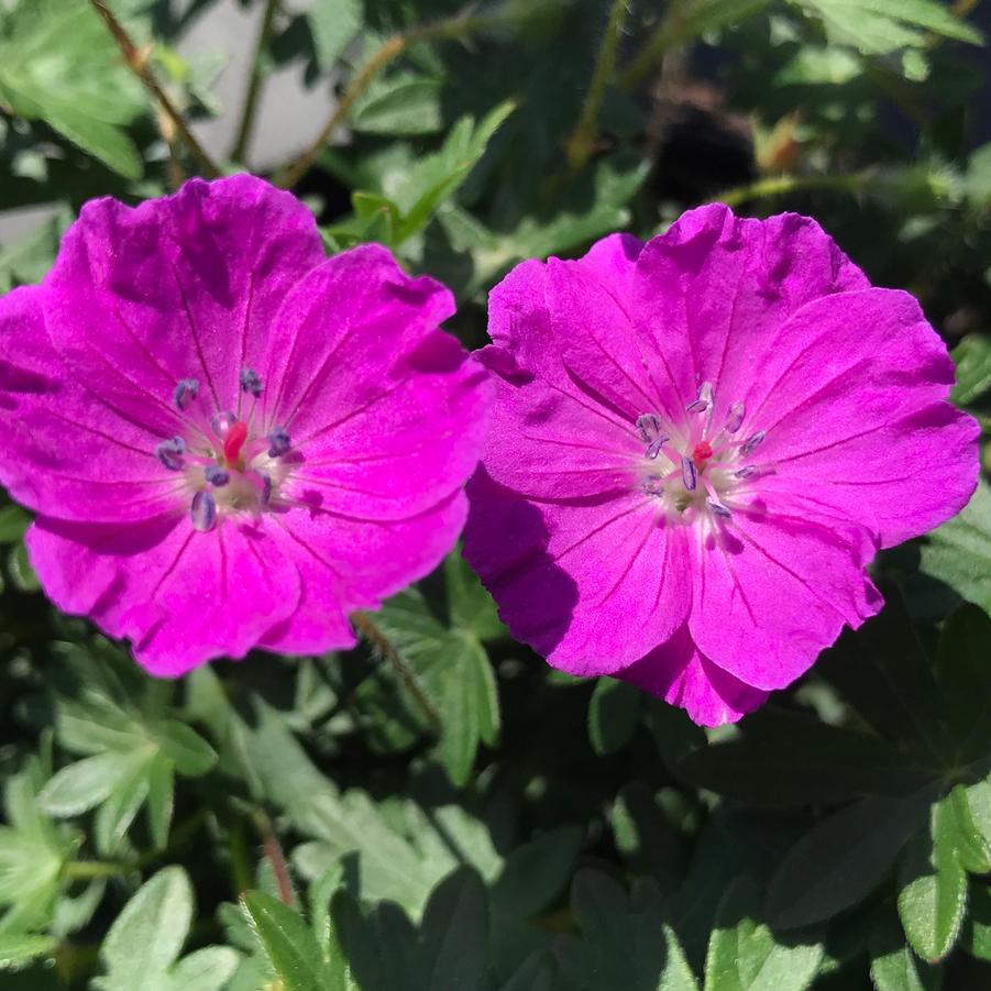 Geranium sanguineum 'Max Frei'