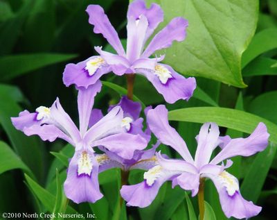Iris cristata 