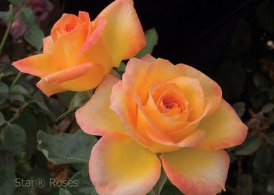 Olympic Roses Gold Medal Rose
