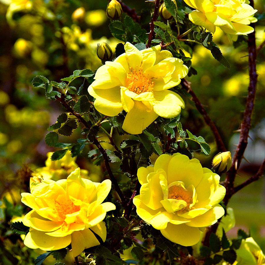 Rose Climber 'Golden Showers'