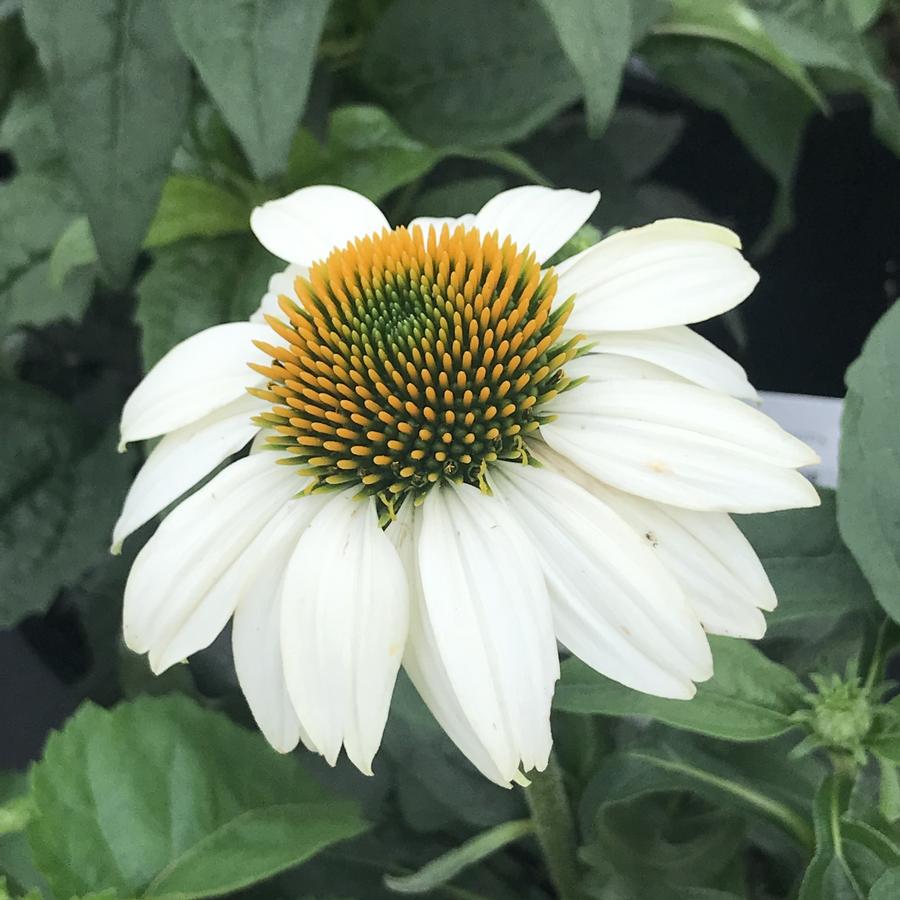 Echinacea purpurea Pow Wow™ White