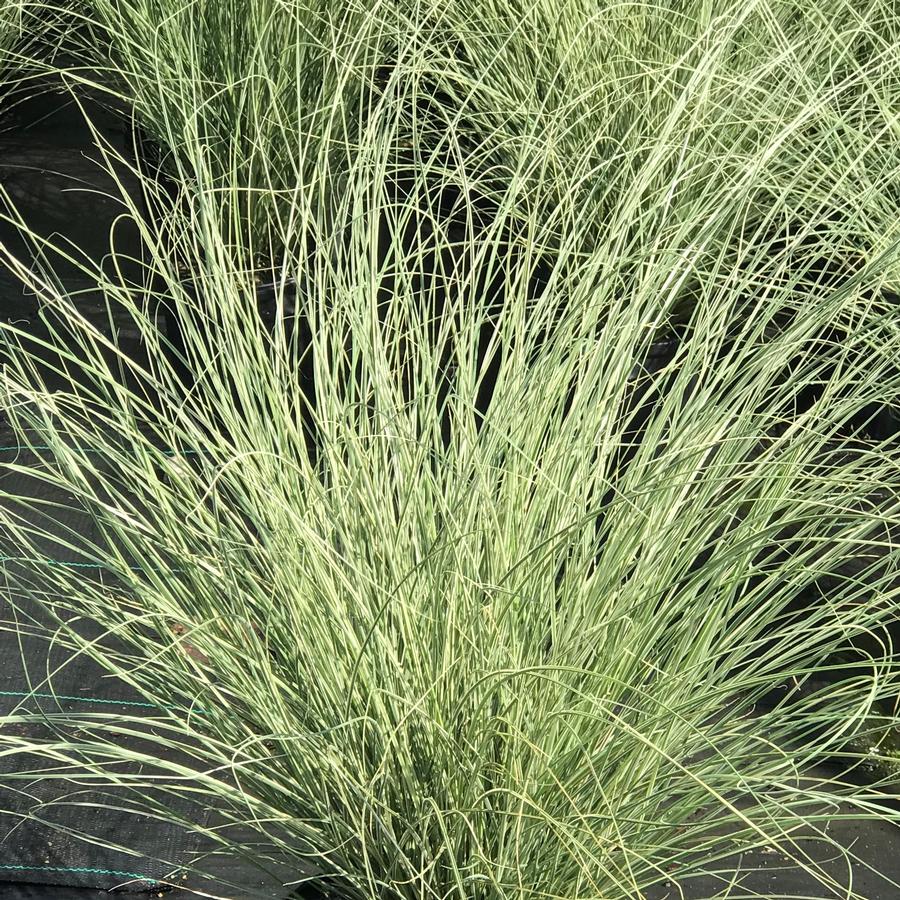 Silver Maiden Grass Plant Miscanthus Morning Light Grasses Perennial Plant 1Gall
