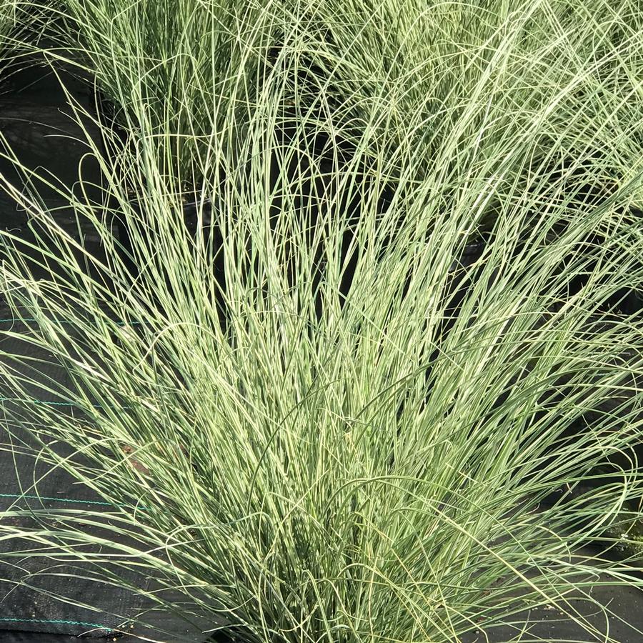 Miscanthus sinensis 'Morning Light'