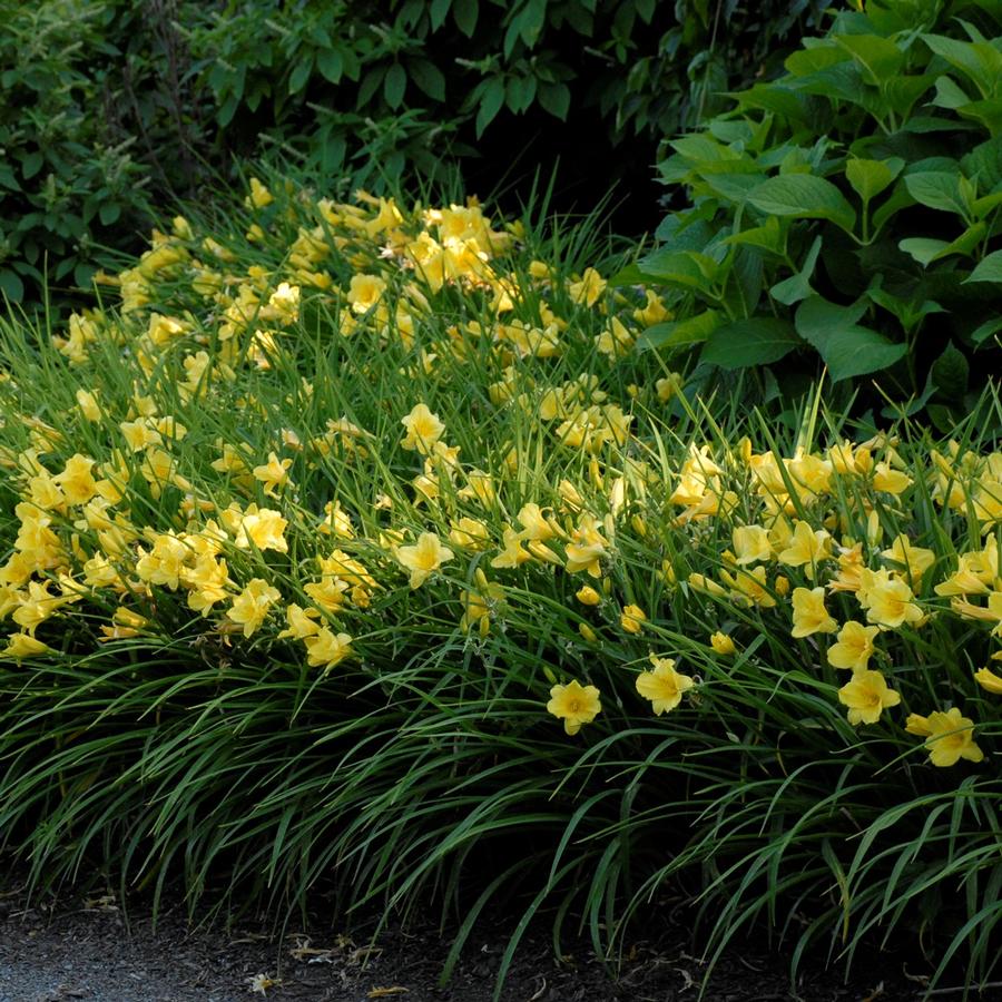 Hemerocallis 'Happy Returns'