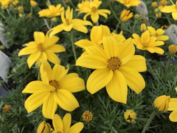 Bidens ferulifolia Goldilocks Rocks™