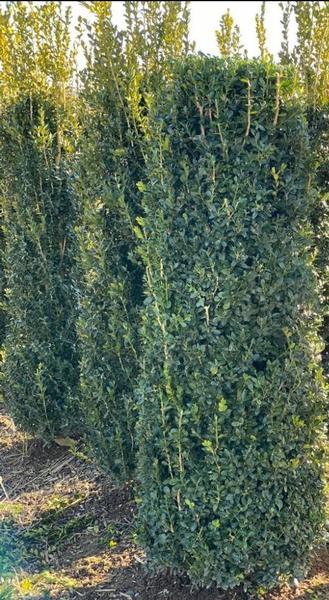 Buxus sempervirens 'Highlander'