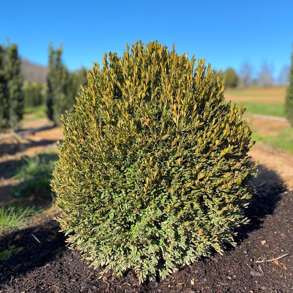 Buxus x 'Green Gem'