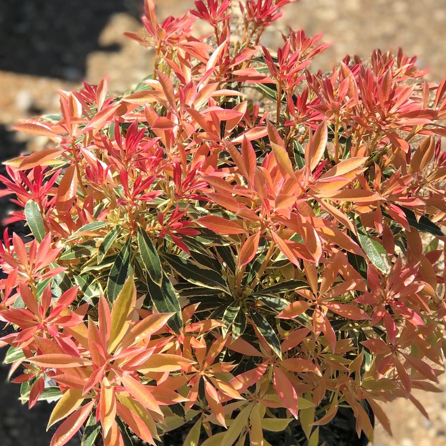 Pieris japonica 'Flaming Silver'
