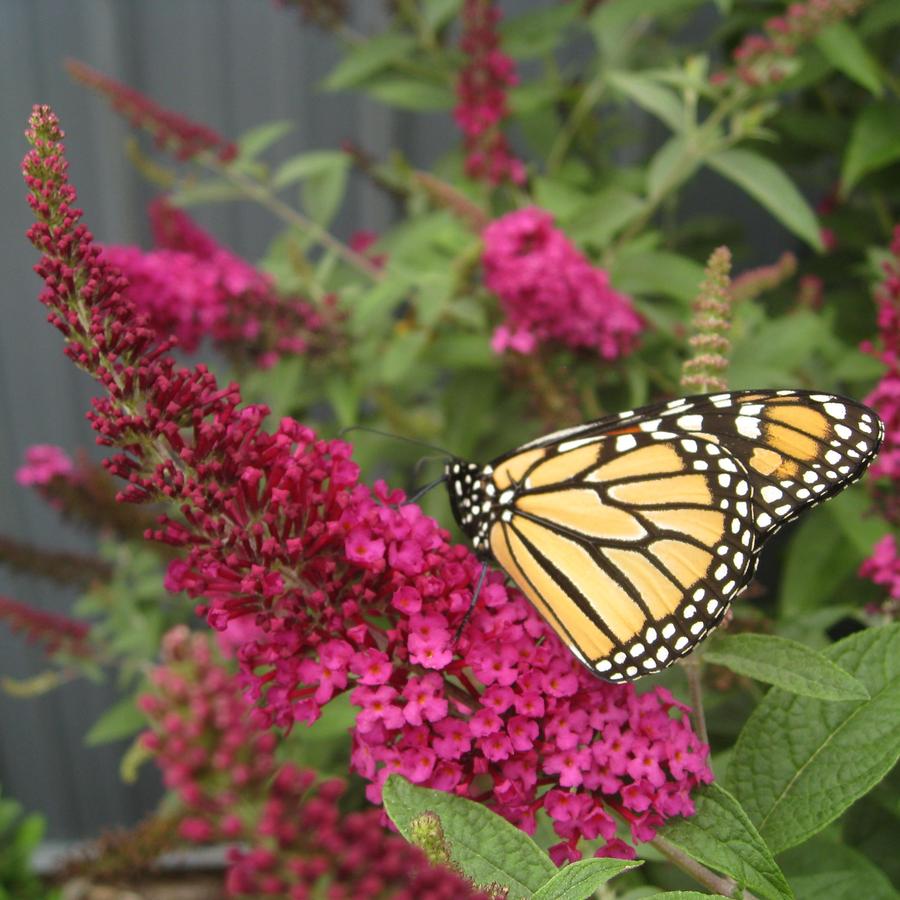 Buddleia x 'Miss Molly'