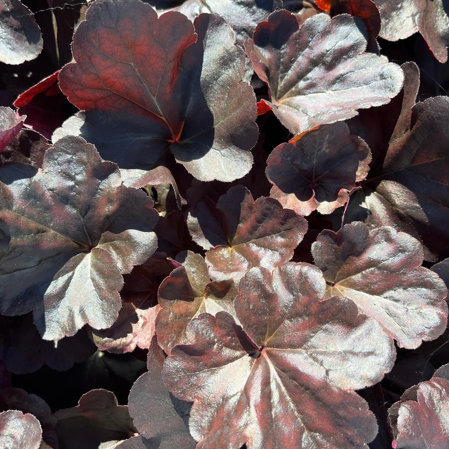 Heuchera 'Obsidian'